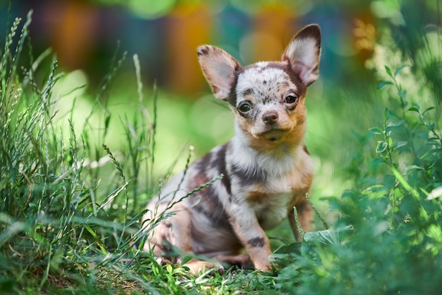 Chihuahua Welpe, der im Gras sitzt