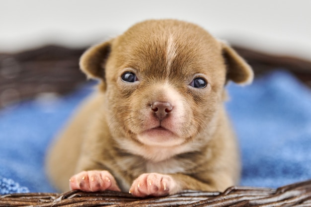 Chihuahua Welpe im Korb. Kleine niedliche weiße braune Hunderasse