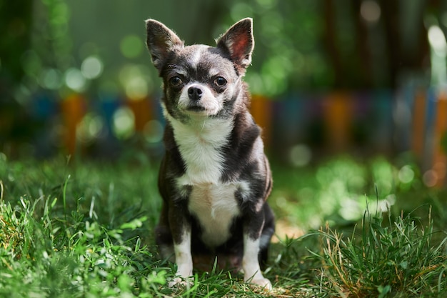 Chihuahua-Welpe, kleiner Hund im Garten. Nettes kleines Hündchen auf Gras. Kurzhaarige Chihuahua-Rasse.