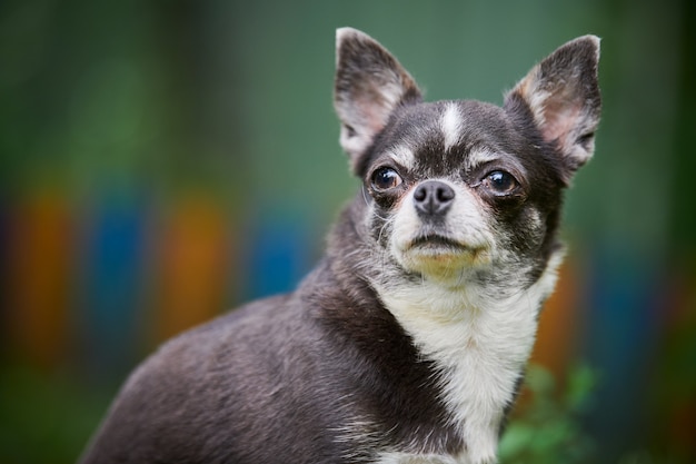 Chihuahua-Welpe, kleiner Hund im Garten. Nettes kleines Hündchen auf Gras. Kurzhaarige Chihuahua-Rasse.