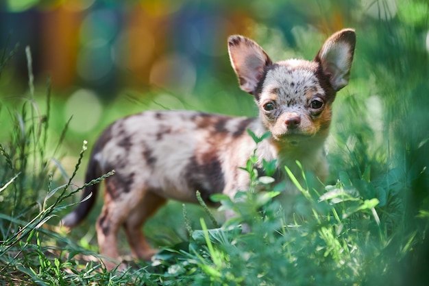 Chihuahua-Welpe, kleiner Hund im Garten. Nettes kleines Hündchen auf Gras. Kurzhaarige Chihuahua-Rasse.