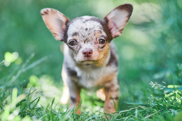 Chihuahua Welpe, kleiner Hund im Garten