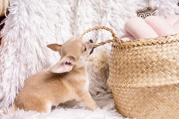 Chihuahua Welpe spielt Weidenkorb