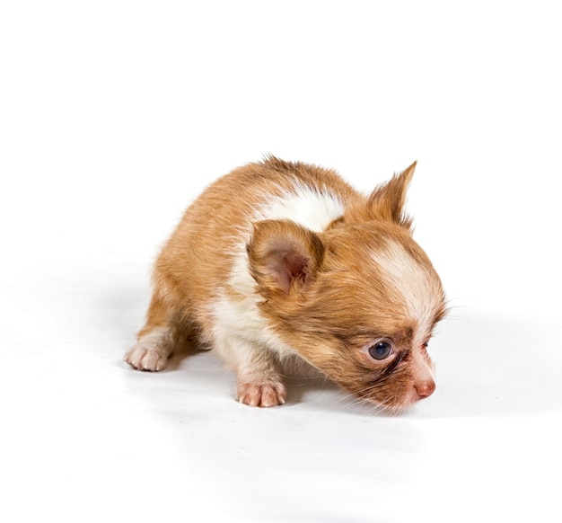 Chihuahua-Welpe vor einem weißen Hintergrund