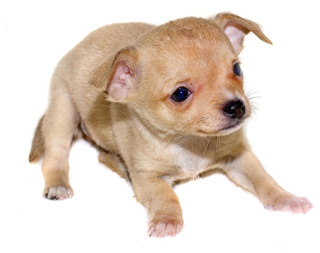 Chihuahua Welpe