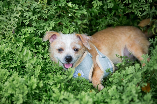 Chihuahua Welpen Hund Natur Hintergrund hautnah