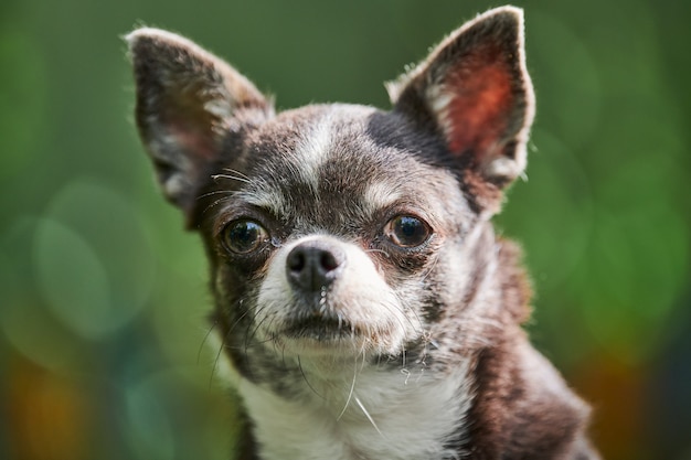 Foto chihuahua-welpenporträt, kleiner hund im garten. nettes kleines hündchen auf gras. kurzhaarige chihuahua-rasse.