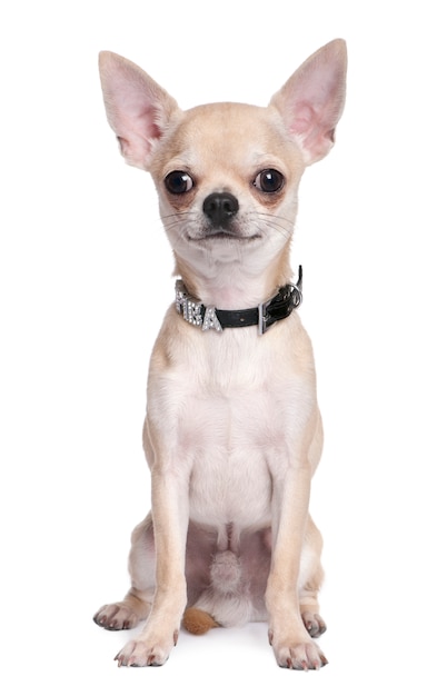 Chihuahua