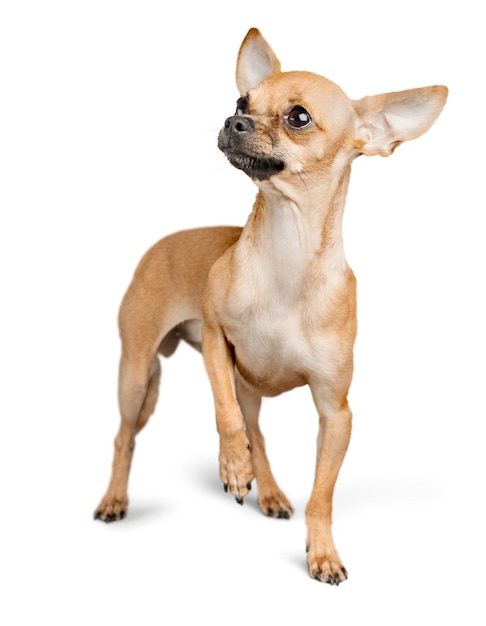 Chihuahua