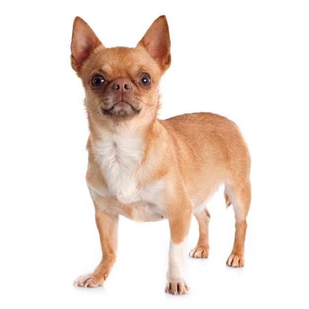 Chihuahua