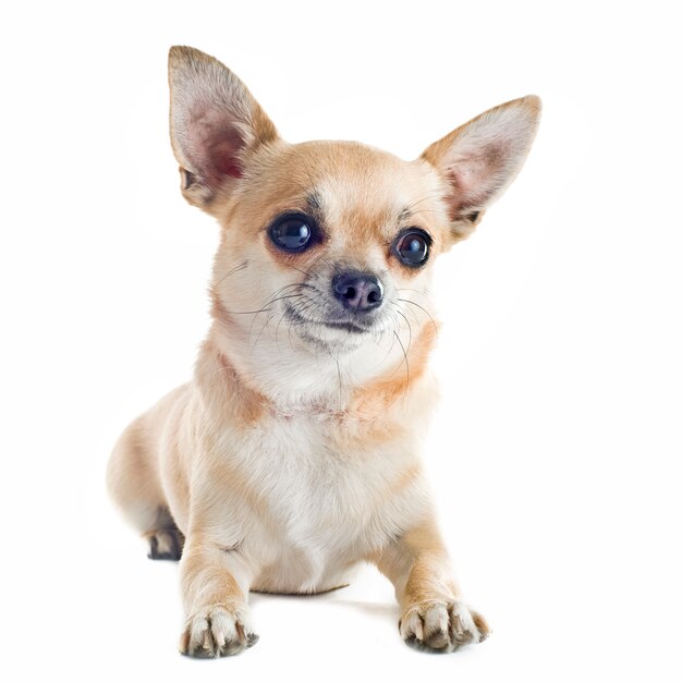 Chihuahua