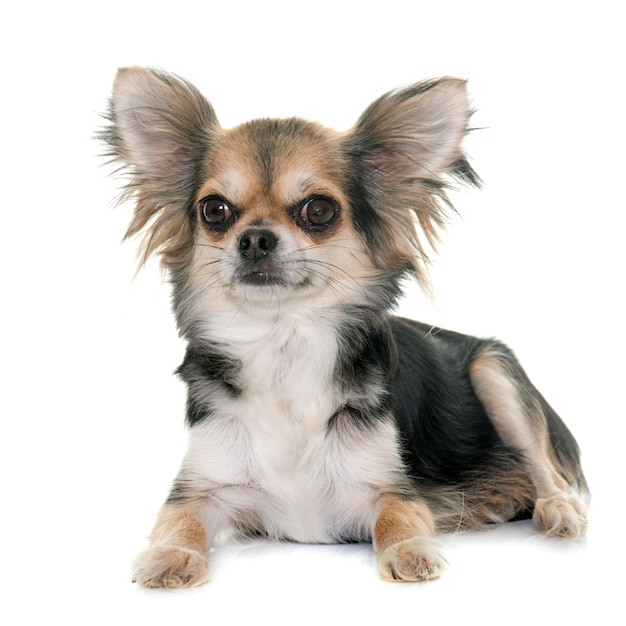 Chihuahua