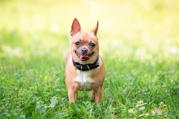 Chihuahuahund auf dem Gras