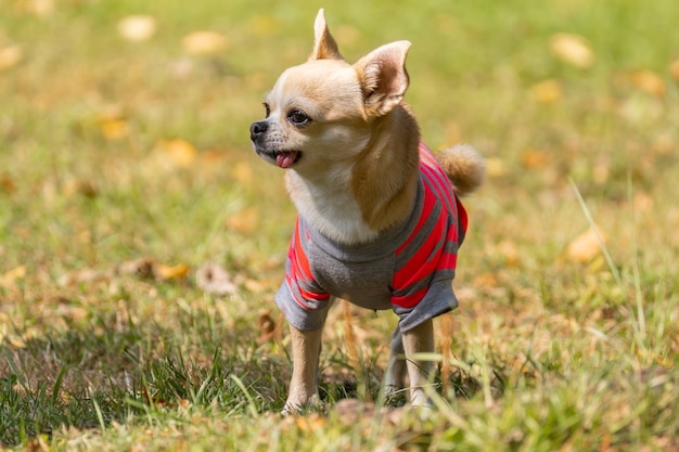 Chihuahuahund auf dem Gras