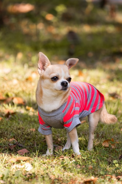 Chihuahuahund auf dem Gras