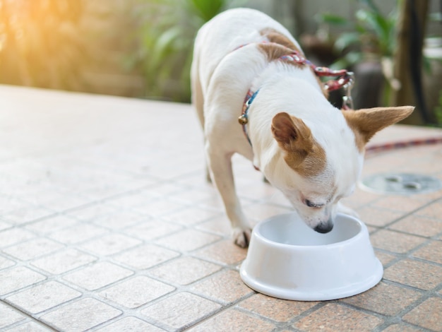 Chihuahuahund, der Lebensmittel im Haus isst