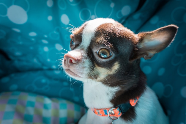 Chihuahuahund im Bett