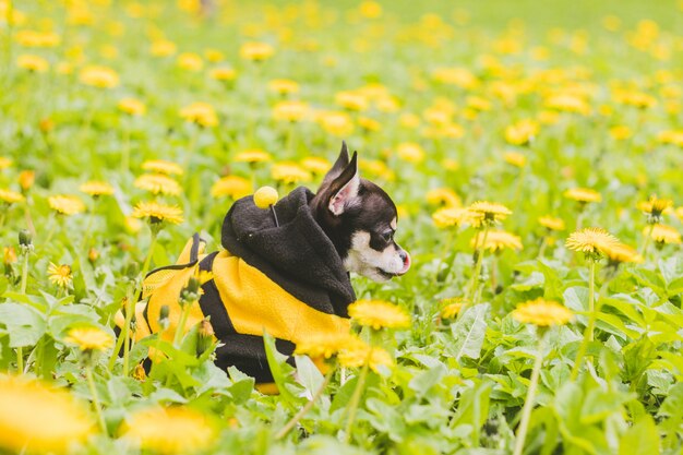 Chihuahuahund im Löwenzahn.