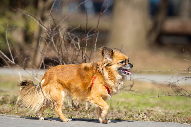 Chihuahuahund im Park