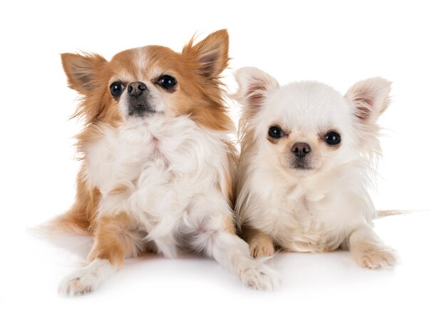 chihuahuas aislados