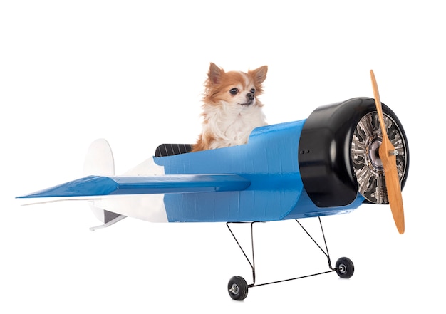 Chihuahuas y avion