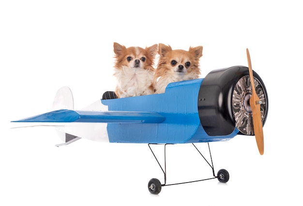 Chihuahuas y avion