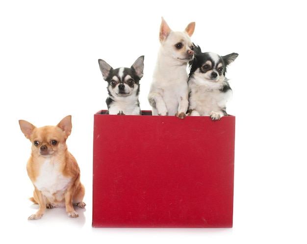 chihuahuas en caja