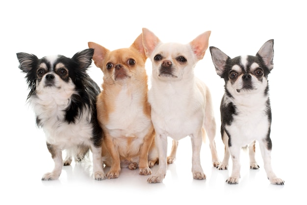 Chihuahuas de raça pura na frente de fundo branco