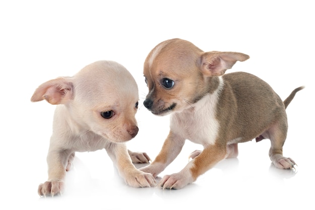 Chihuahuas em estúdio