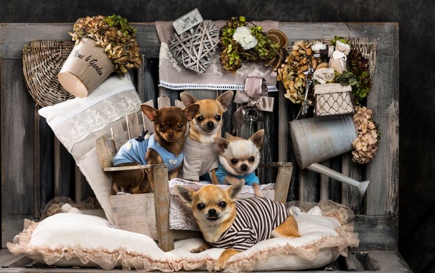 Foto chihuahuas em frente a uma parede rústica