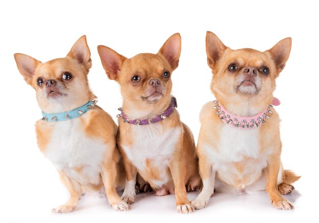 Chihuahuas im Studio