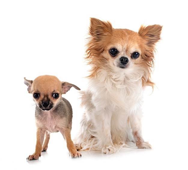 Chihuahuas im Studio