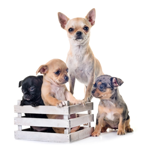 Chihuahuas im Studio