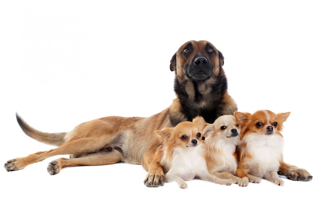 Chihuahuas y Malinois