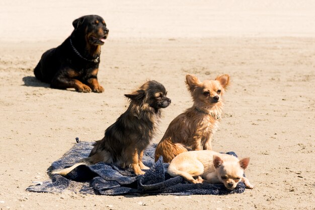 Chihuahuas na praia