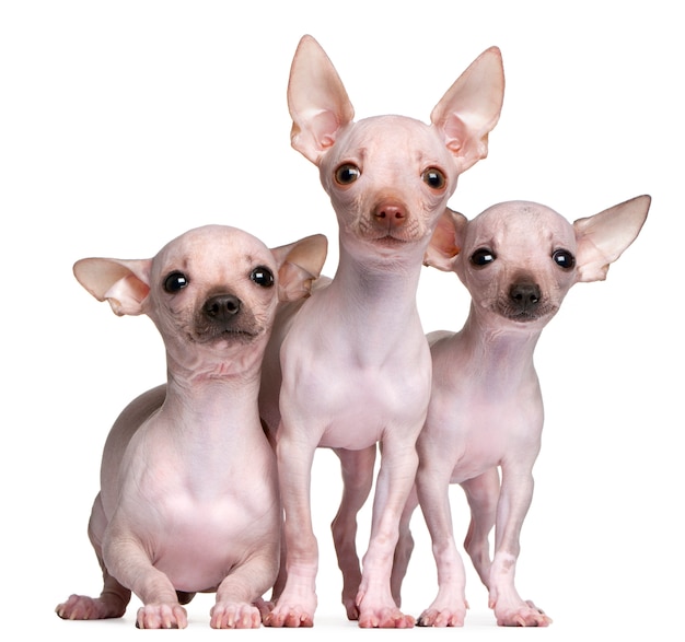 Chihuahuas sin pelo, de 5 y 7 meses de edad,