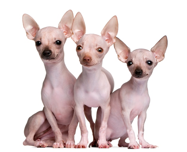 Chihuahuas sin pelo, de 5 y 7 meses de edad,