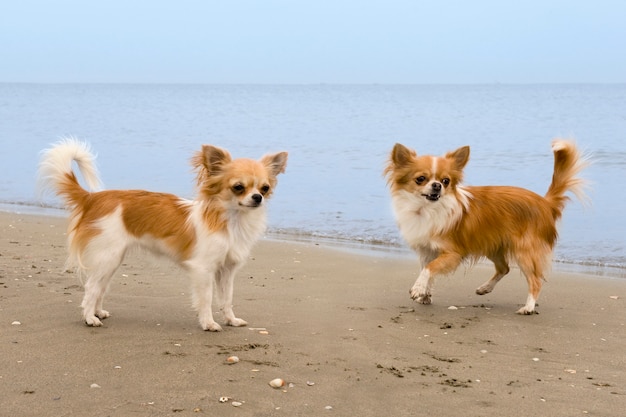 Chihuahuas en la playa