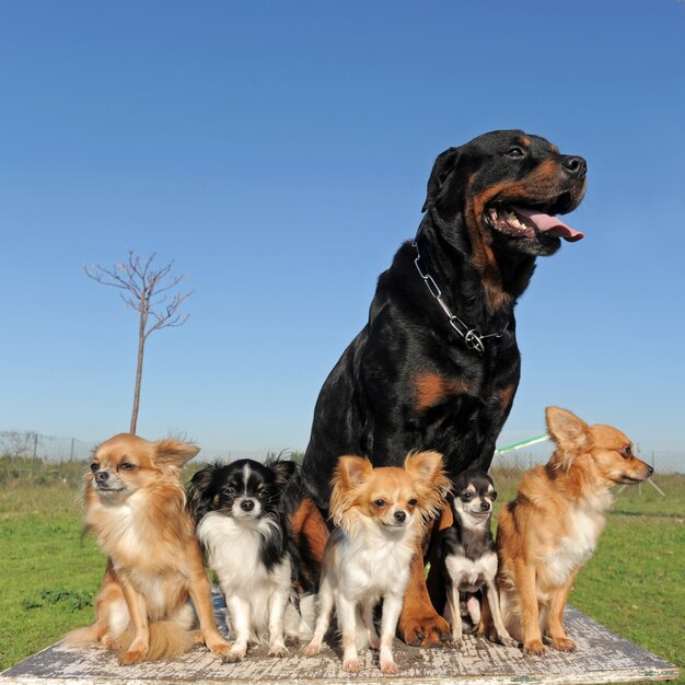 Chihuahuas y rottweiler sobre una mesa