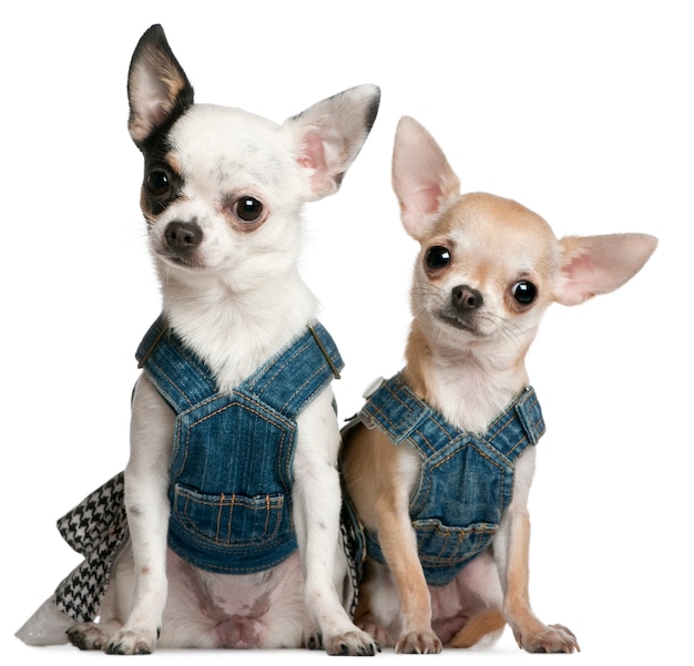 Chihuahuas vestindo jeans, 1 ano e 11 meses, sentado