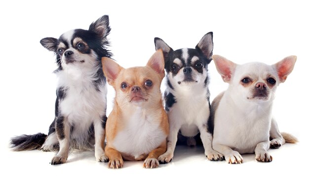 chihuahuas