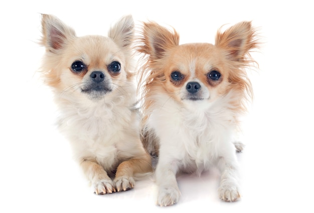 chihuahuas