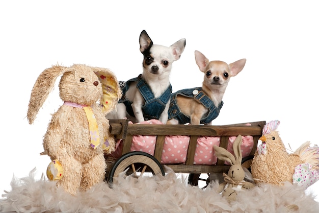 Chihuahueños vestidos de mezclilla, de 1 año y 11 meses de edad, sentados en una camioneta con animales de peluche