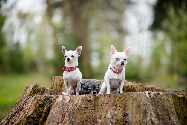 Chihuhuas en un tocón