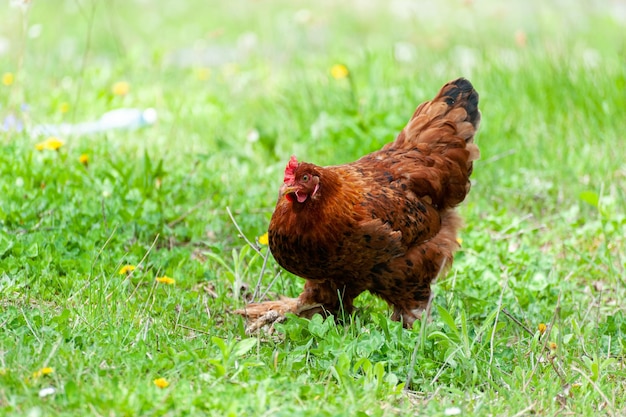 Chiken perto da fazenda, fundo de grama verde