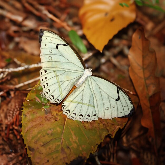 Chilades Pandava Borboleta Close Up Macro Foto Premium