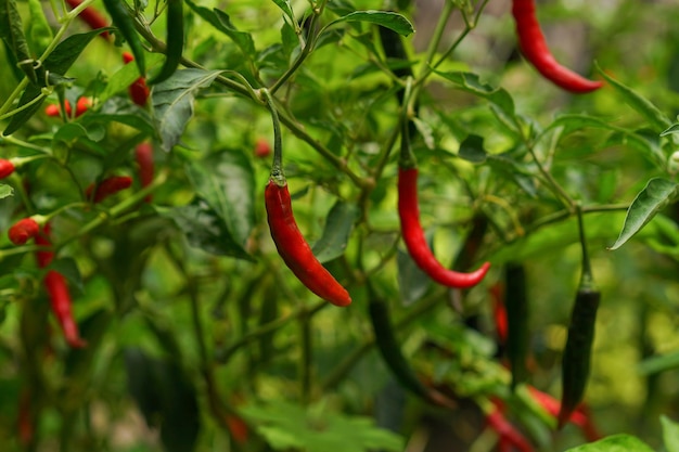 chile rojo fresco en el árbol del jardín