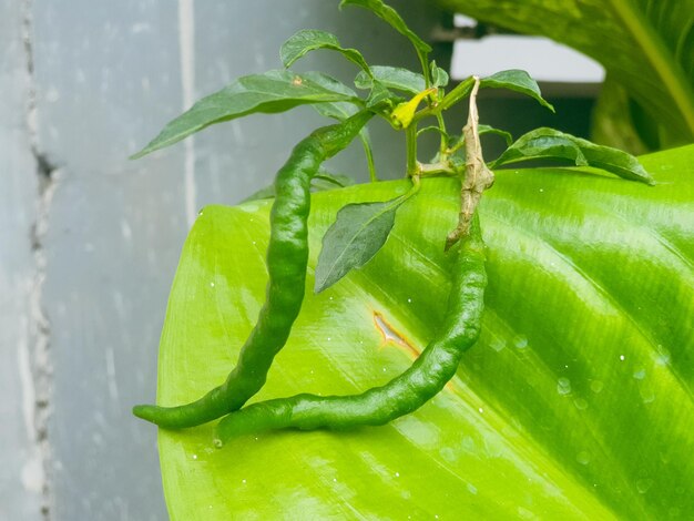 Chile verde en el fondo del jardín, naturaleza y papel tapiz.