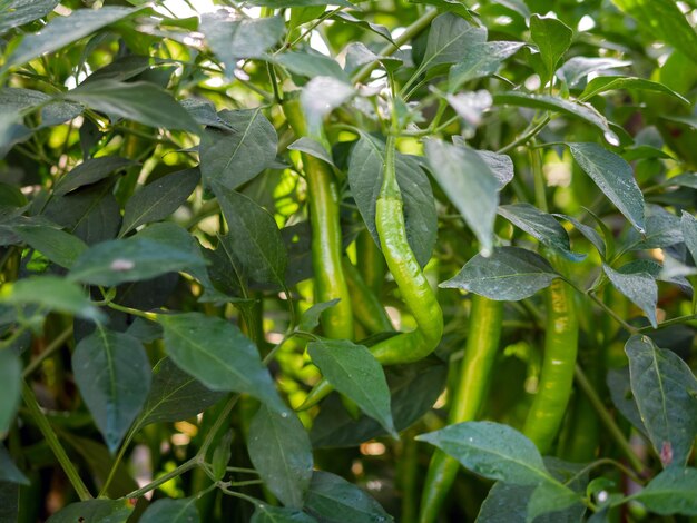 Chile verde en el jardín chile verde orgánico creciendo en el árbol de chile