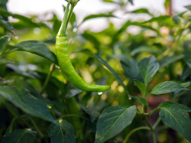 Chile verde en el jardín chile verde orgánico creciendo en el árbol de chile